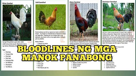 manok na panabong|MGA URI NG MANOK PANGSABONG .